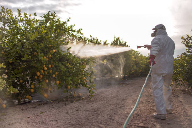 Best Termite Control Services  in Mansura, LA