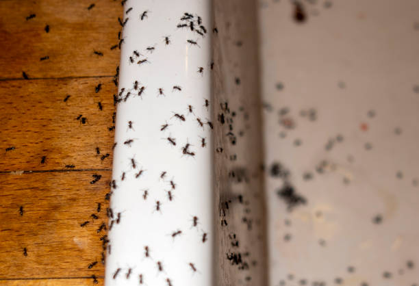 Best Pest Inspection Near Me  in Mansura, LA