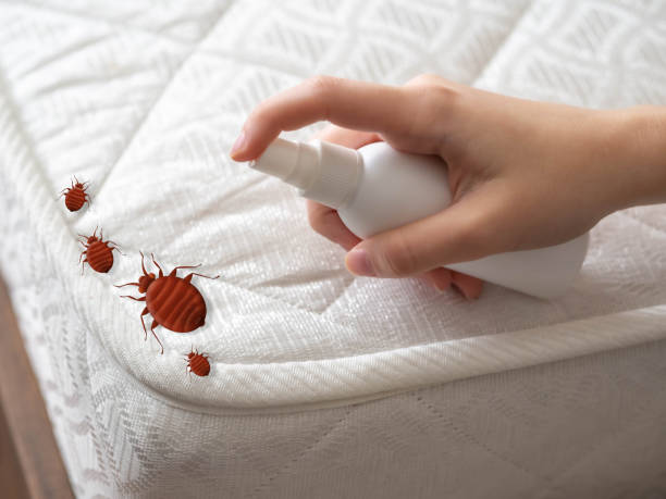 Best Termite Control Services  in Mansura, LA
