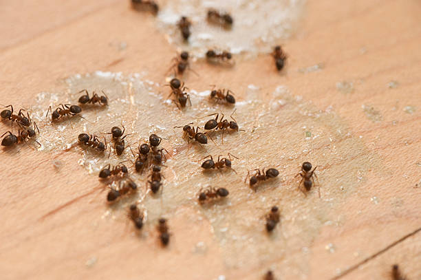 Best Pest Removal Services  in Mansura, LA