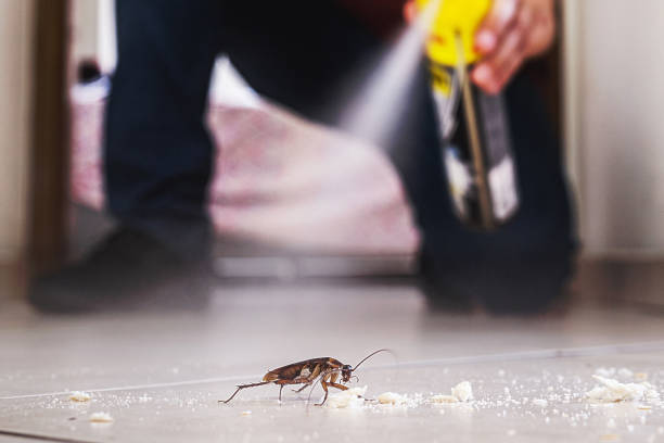 Best Mosquito Control Services  in Mansura, LA