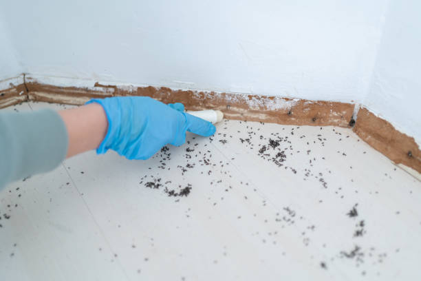 Best Local Pest Control Services  in Mansura, LA